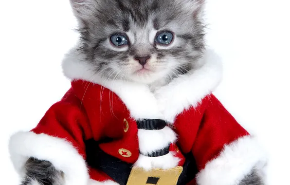 Новый год, Котенок, костюм