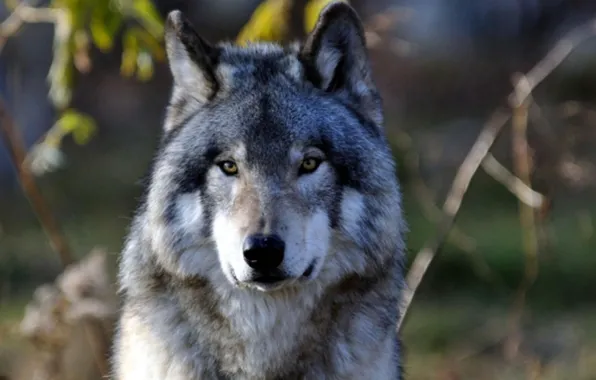 Картинка nature, predator, animal, wolf, wildlife, portrait, portrait., Canis lupus. face