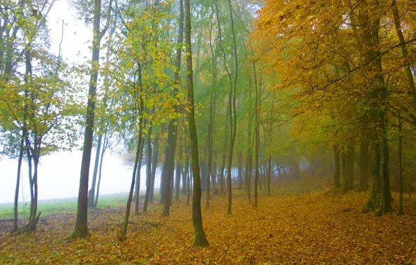 Лес, деревья, туман, листва, Осень, forest, trees, nature