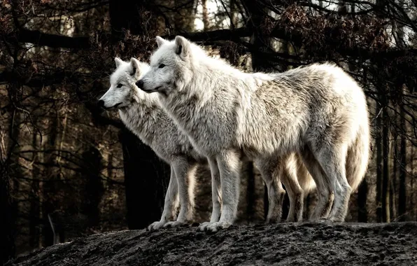 Картинка nature, predator, animal, wolf, wildlife, Canis lupus., portrait., two polar wolves