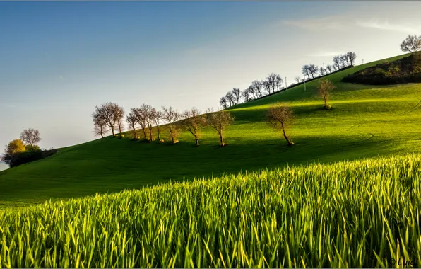 Картинка поле, небо, деревья, холмы