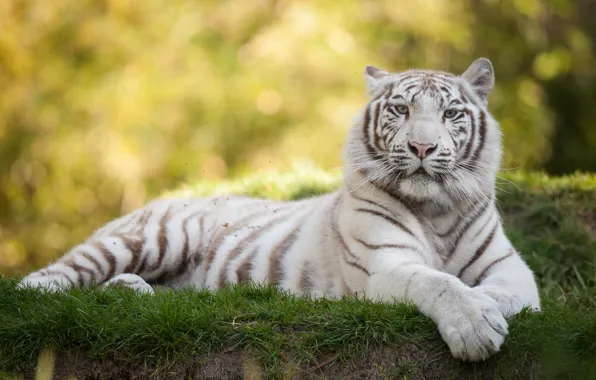 Кошка, трава, белый тигр