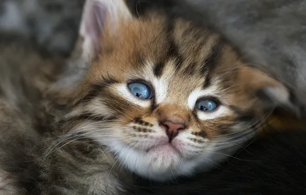 Кошка, взгляд, поза, темный фон, котенок, серый, портрет, малыш