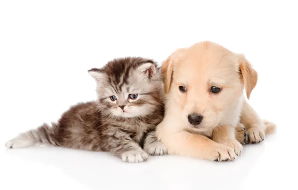 Котенок, щенок, пушистые, puppy, kitten