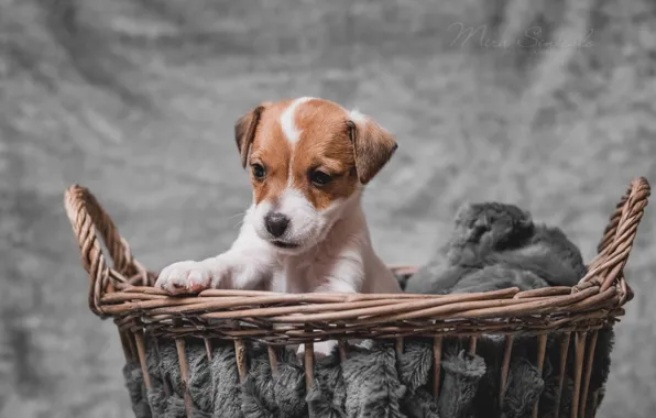 Картинка корзина, собака, малыш, щенок, Парсон Рассел Терьер