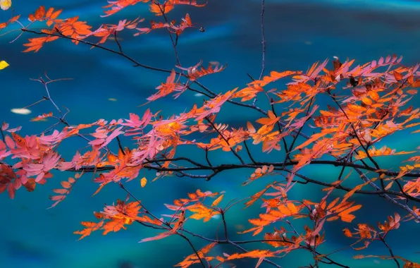Осень, листья, ветка, Китай, Сычуань, Цзючжайгоу, Jiuzhaigou National Park, Долина девяти деревень