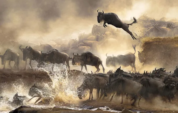 Картинка брызги, прыжок, водоём, стадо, антилопы