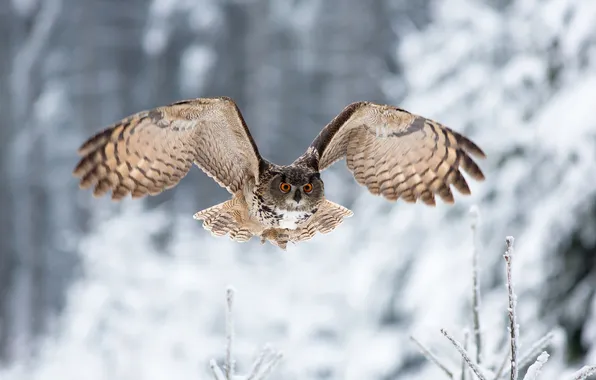 Зима, взгляд, сова, птица, крылья, полёт