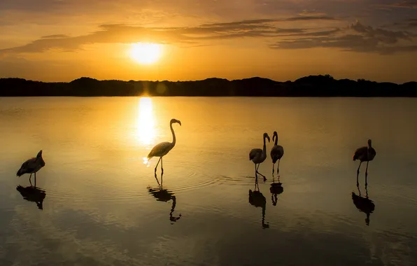 Картинка закат, птицы, фламинго