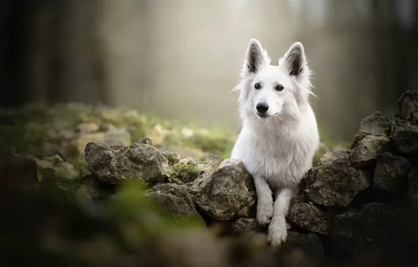 Картинка камни, собака, боке, Белая швейцарская овчарка