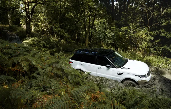 Картинка дорога, лес, растительность, грязь, Land Rover, чёрно-белый, Range Rover Sport P400e Plug-in Hybrid