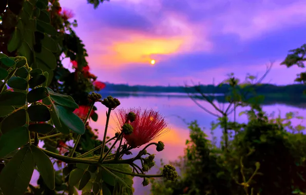 Sun, Water, Sunrise, Dawn, Morning, Lake, Trees, Reflection