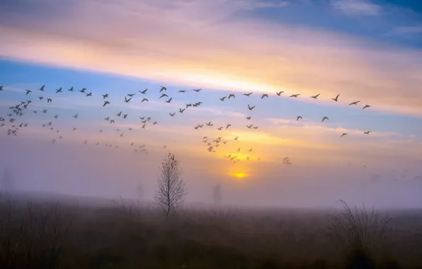 Картинка осень, небо, закат, птицы, туман, роса, дерево, утки