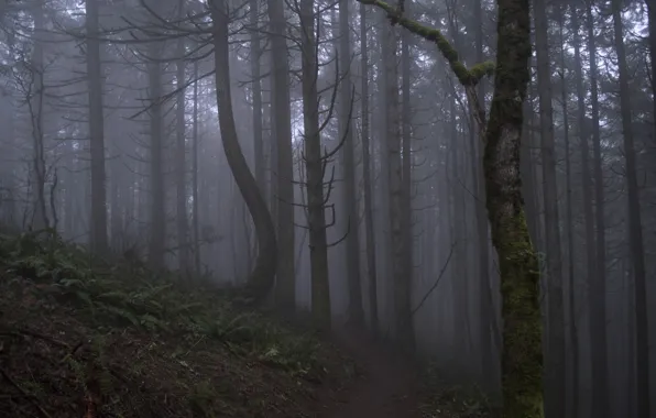 Картинка лес, деревья, природа, туман, Орегон, USA, США, тропинка