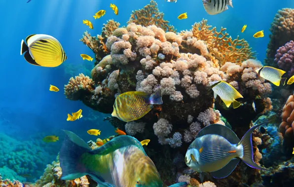 Рыбки, океан, подводный мир, underwater, ocean, fishes, tropical, reef