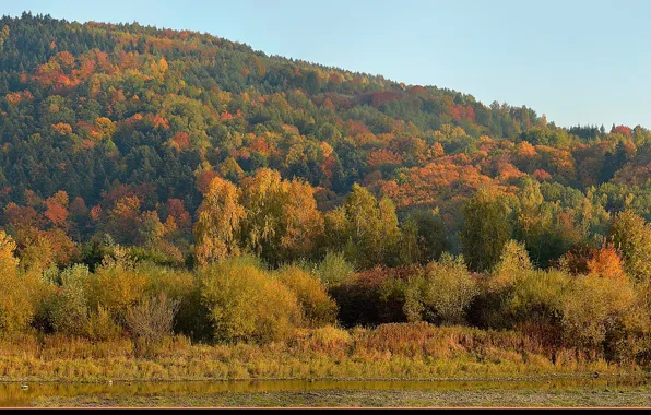 Картинка осень, лес, colors, forest, Autumn, fall