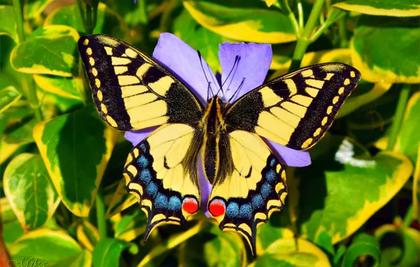 Картинка Макро, Бабочка, Macro, Butterfly