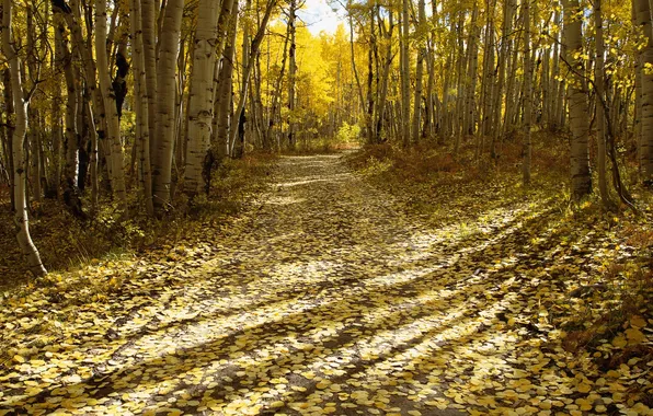 Картинка осень, лес, листва, утро, дорожка, солнечные лучи, пробиваются, берёзовый