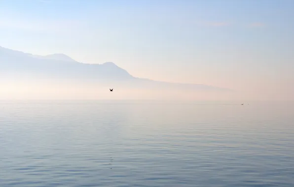 Картинка море, туман, озеро, холмы, птица