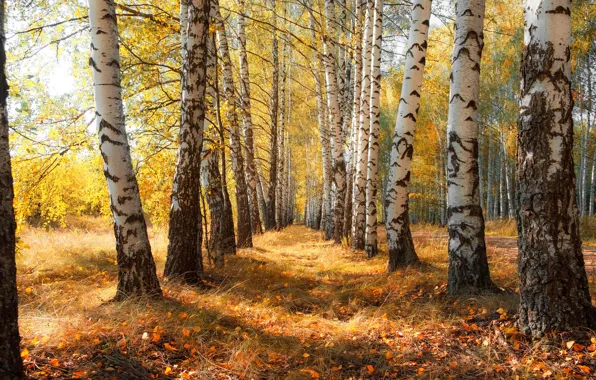 Осень, лес, небо, свет, деревья, природа, ветви, стволы