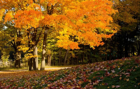 Деревья, листва, autumn colors, осень впереди, покров
