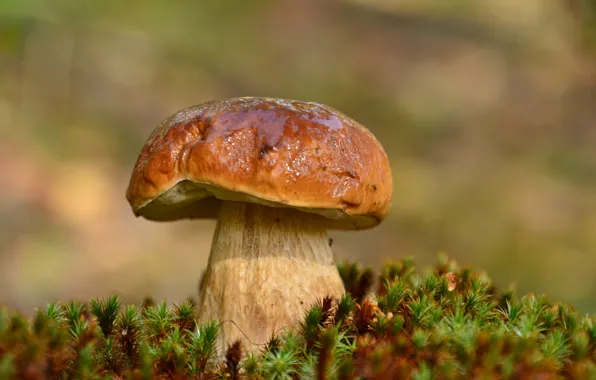 Картинка гриб, мох, боровик