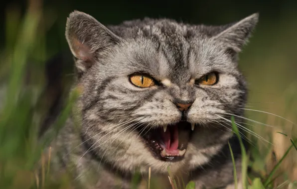 Кошка, трава, кот, взгляд, морда, свет, природа, зеленый