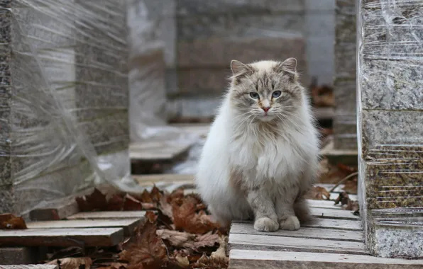 Осень, кошка, кот, котенок, доски, кирпичи, сидит, полосатый