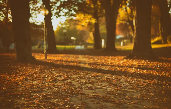 Trees, park, autumn, shadows, sunlight, lamp posts