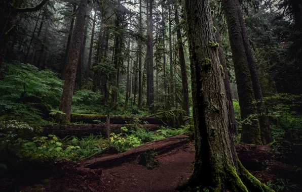 Лес, деревья, природа, USA, Oregon, Mount Hood National Forest