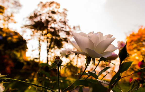 Flower, Rose, Sunset, Autumn, Sunshine, Leaves, Bloom, White Rose