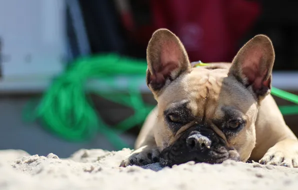 Пляж, лето, Собака