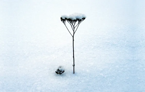 Снег, Зима, минимализм, стебель