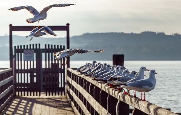 Картинка чайки, Германия, причал, Бавария, Bavaria, Ammersee