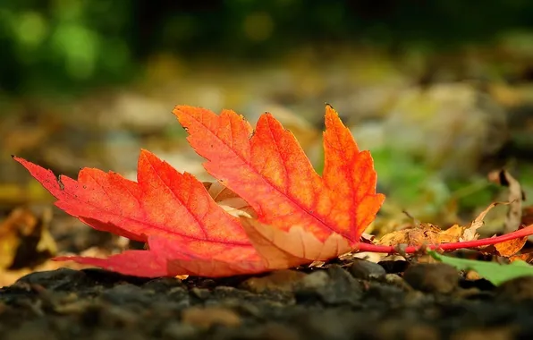 Осень, макро, красный, лист, земля, autumn, macro, опавший