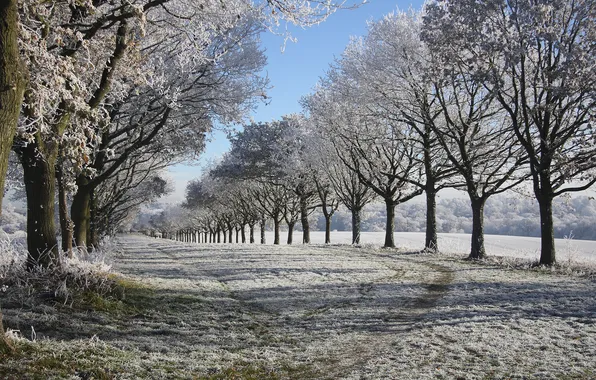 Картинка зима, иней, снег, деревья, Природа, аллея