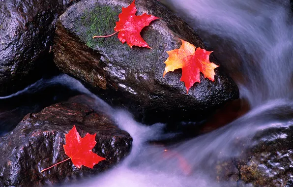 Картинка осень, листья, река, камни, цвет, поток, клен