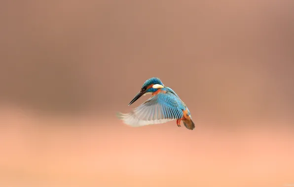 Animals, bird, cute