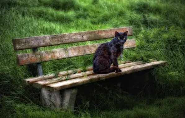 Картинка кошка, лето, скамья