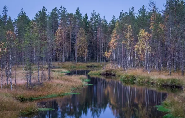 Обои лес, река, тайга на телефон и рабочий стол, раздел пейзажи, разрешение  2048x1128 - скачать