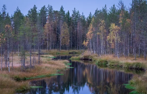Лес, река, тайга