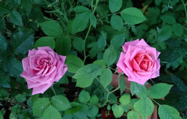 Картинка Розы, Roses, Pink roses, Розовые розы