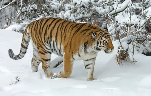 Картинка зима, снег, деревья, тигр, дикая кошка