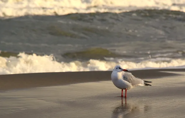 Beach, ocean, bird, water, seagull