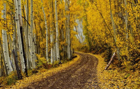 Дорога, осень, лес, березы