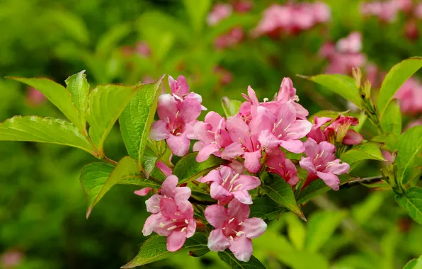 Pink, twig, blooming