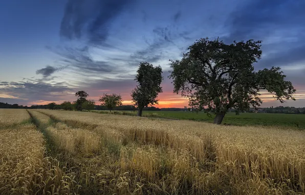 Картинка поле, лето, закат