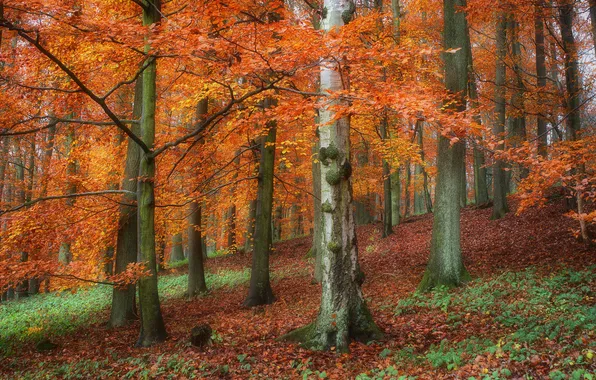 Осень, лес, деревья, склон