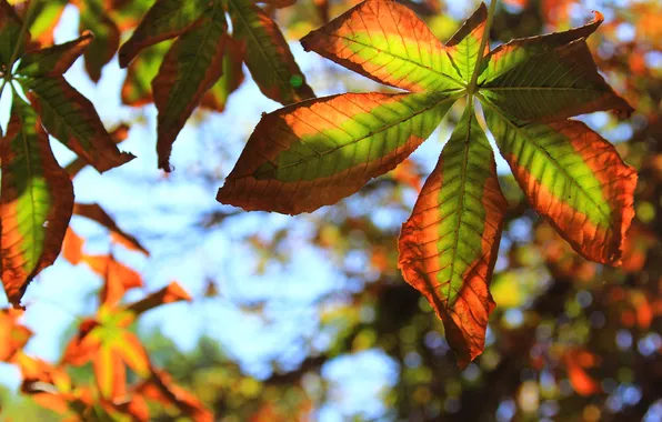 Осень, листья, макро, каштан