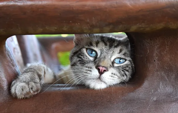 Кошка, кот, взгляд, природа, поза, камень, портрет, дыра